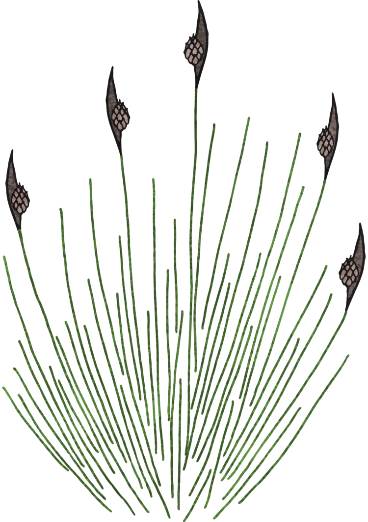 Non fiction botanical illustration Black Bogrush by Kati Lacey Freelance Illustrator