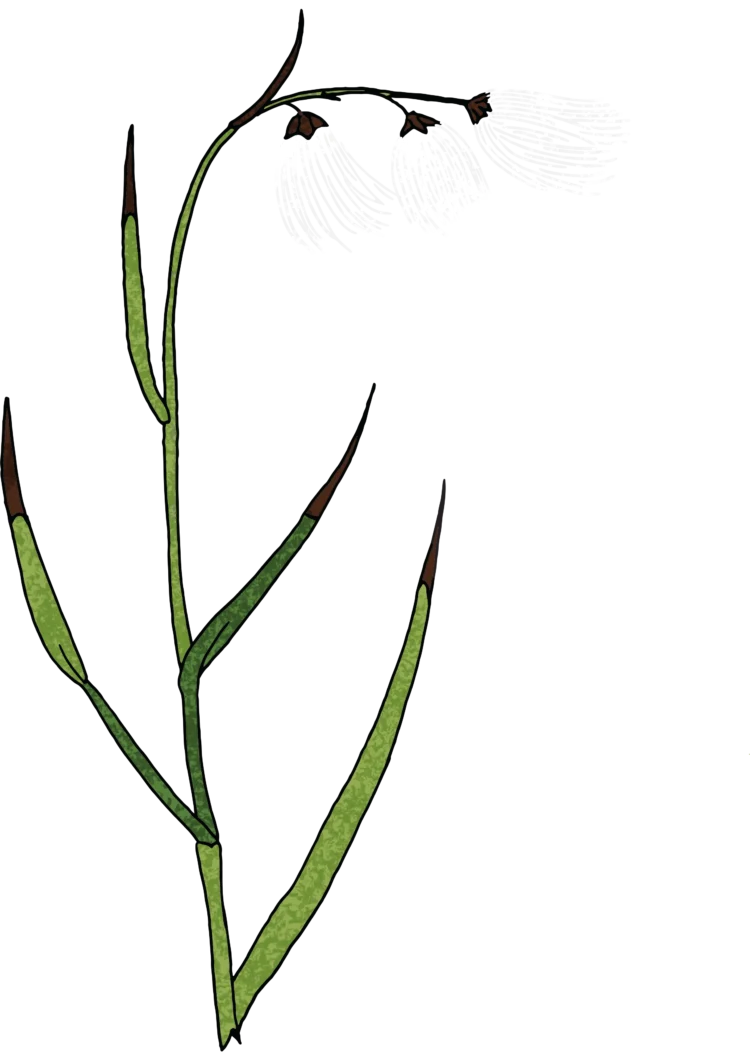 Non fiction botanical illustration Common Cotton grass by Kati Lacey Freelance Illustrator