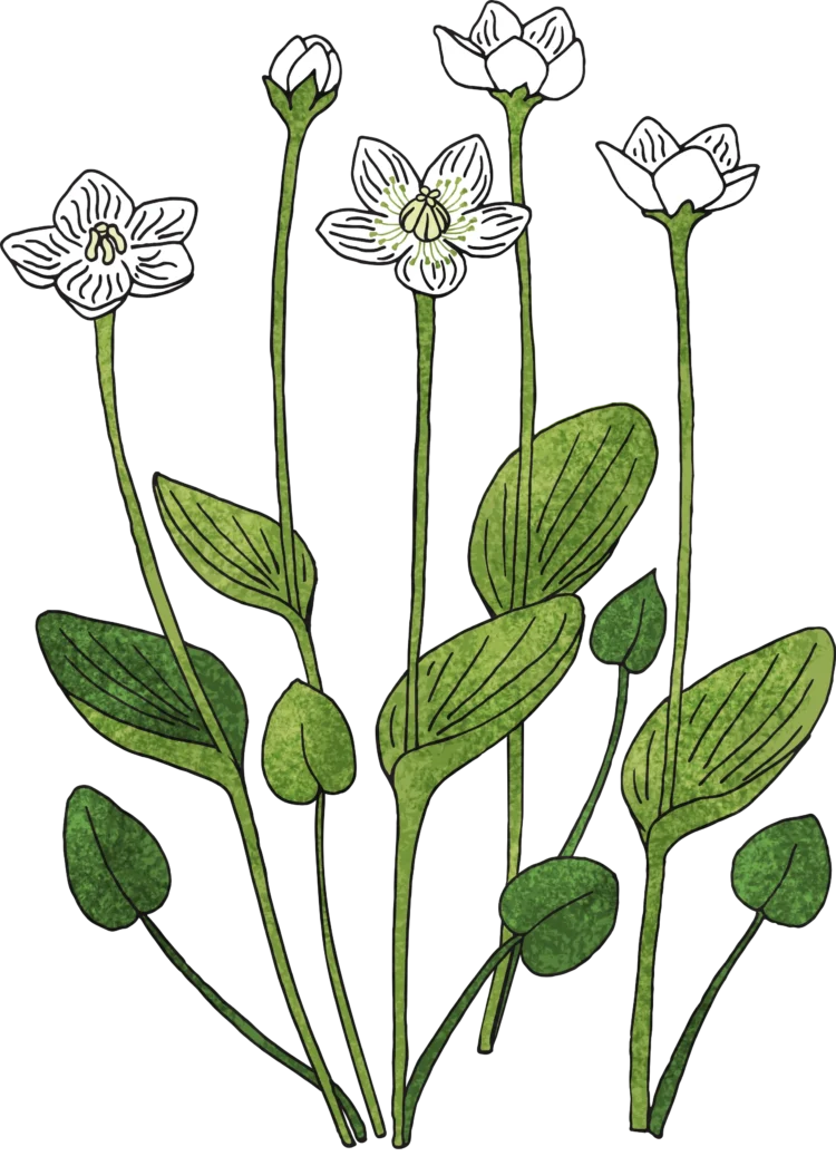 Non fiction botanical illustration Grass of Parnassus by Kati Lacey Freelance Illustrator