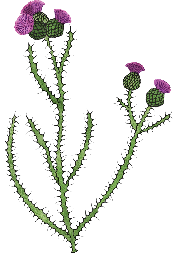 Non fiction botanical illustration Marsh Thistle by Kati Lacey Freelance Illustrator