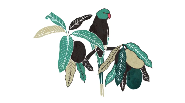 Parakeet in Mango tree blog header by Kati Lacey freelance illustrator