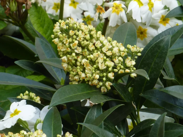 Postmans Park Flower detail