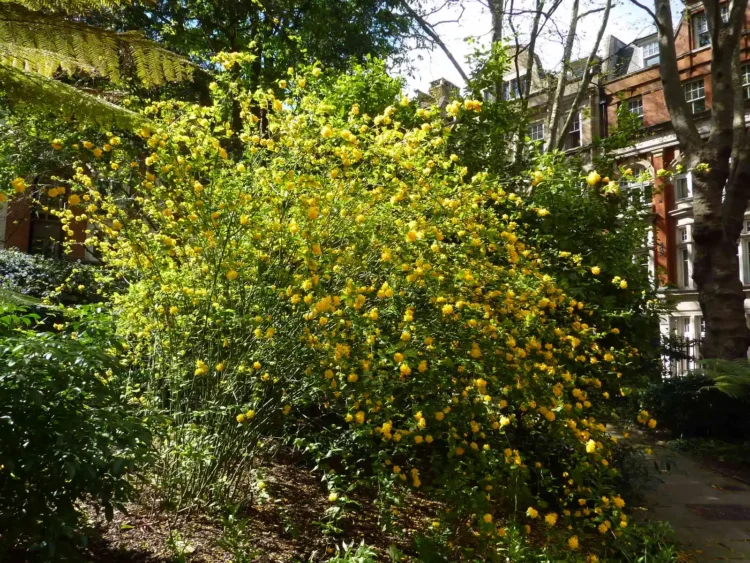Postmans Park Greenery