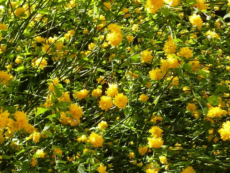 Postmans Park flower close up